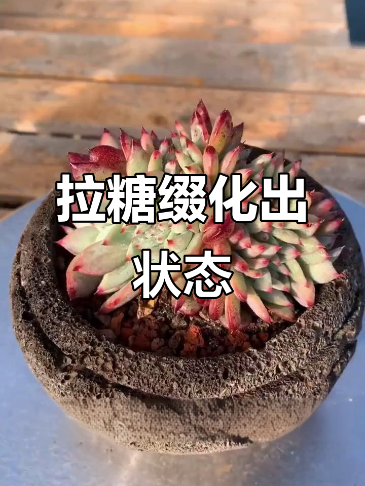 拉糖缀化多肉植物,叶片变紫美丽动人