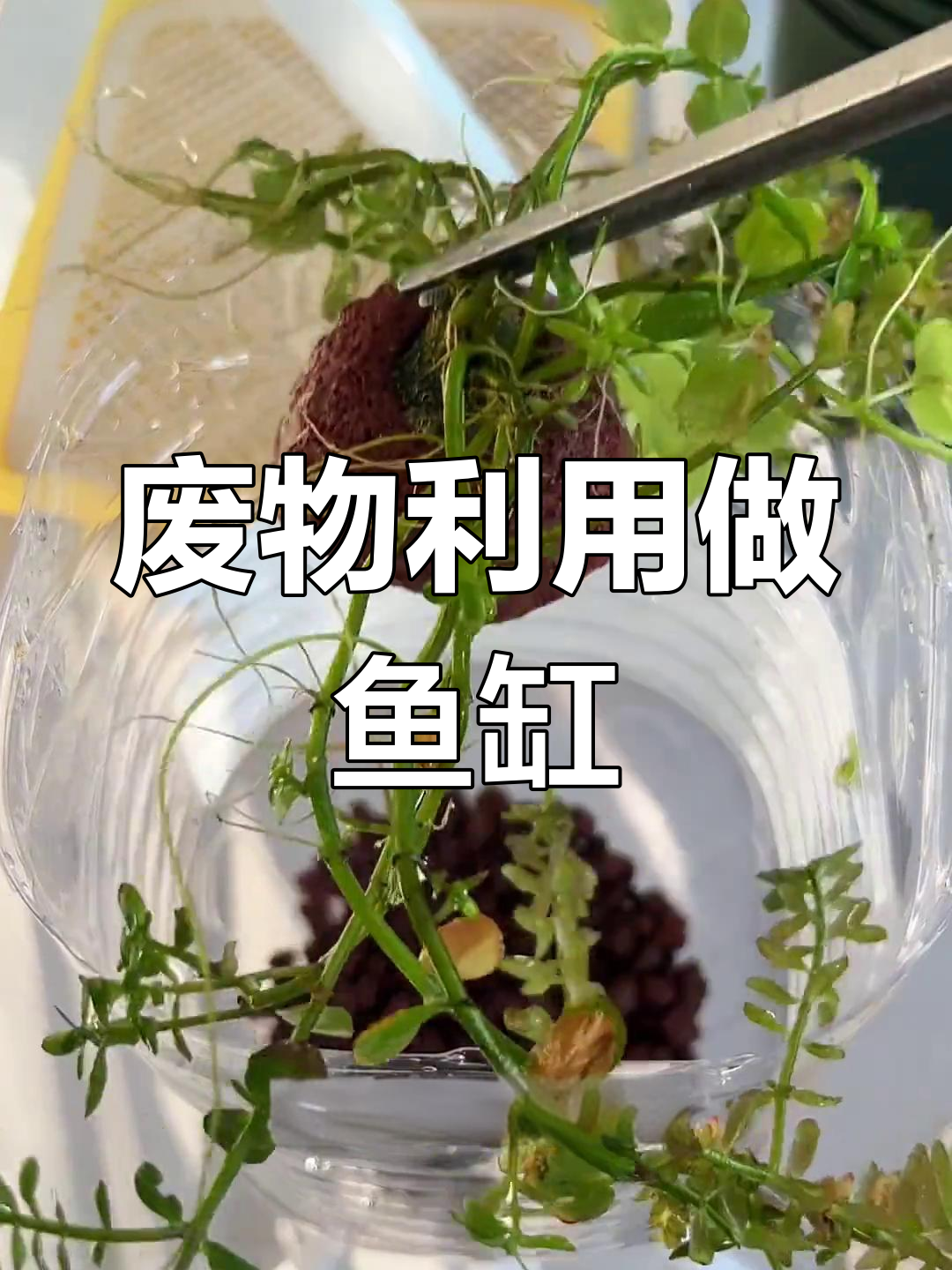 利用废矿泉水瓶打造懒人生态鱼缸,种菜养花两不误