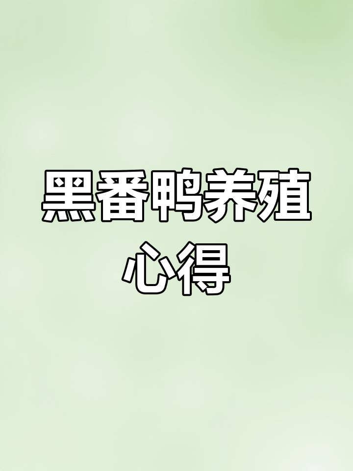 黑番鸭养殖技巧:掌握温度轻松成活