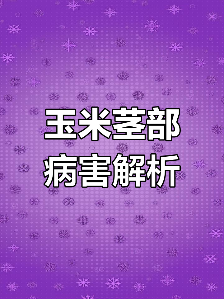 玉米茎腐病症状识别与防治方法