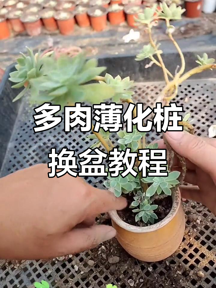 薄化妆多肉植物养护技巧,轻松打造妖娆枝条