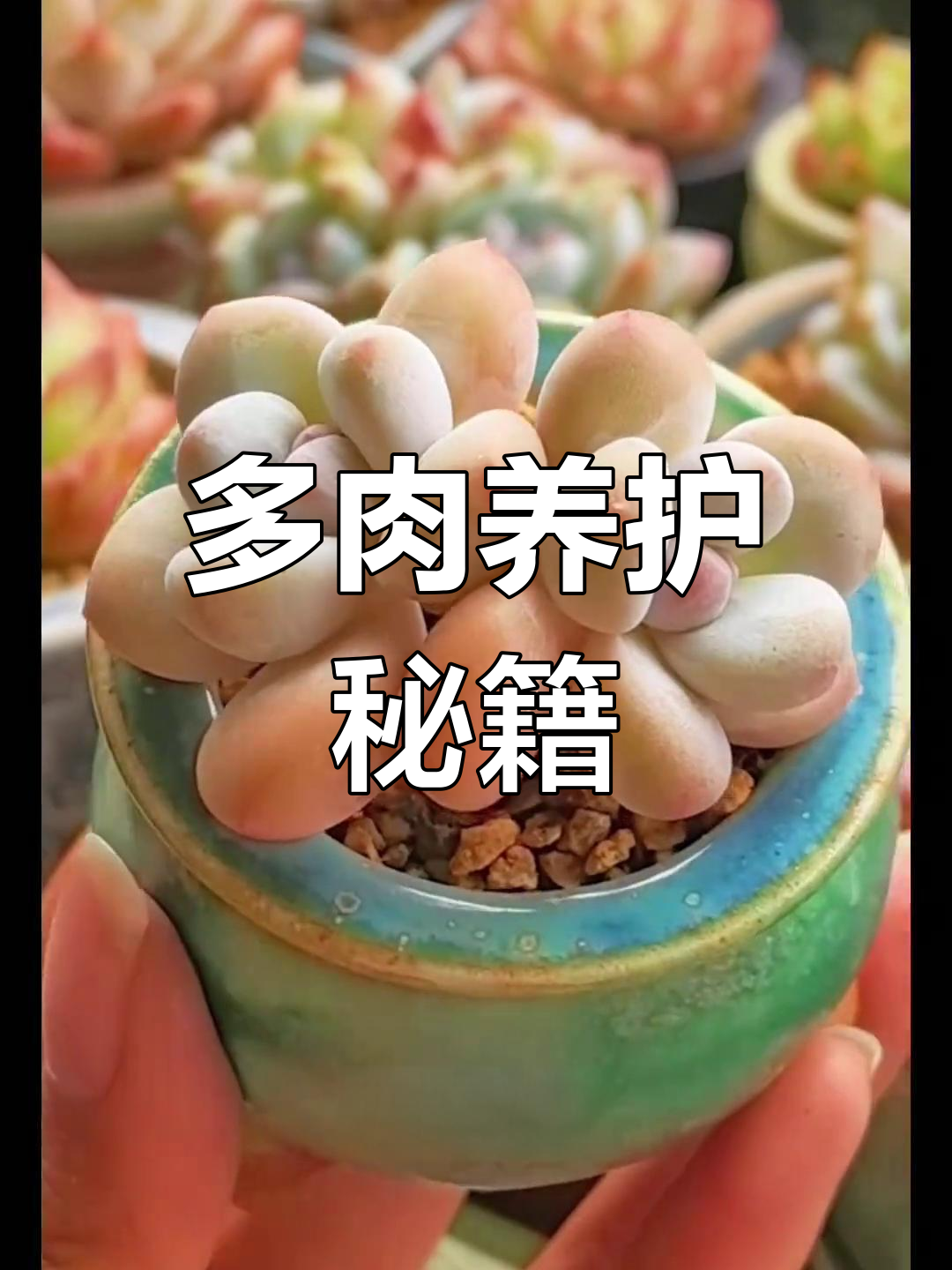 这些多肉植物既美观又易养,家庭种植轻松上手!