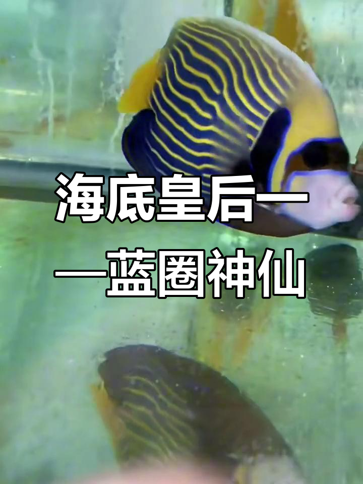 蓝圈神仙:从丑小鸭到海底皇后的华丽蜕变