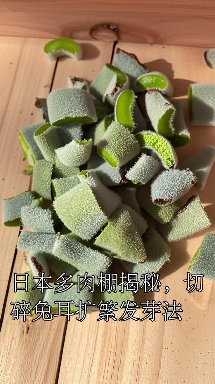 日本多肉棚揭秘,切碎兔耳扩繁发芽法