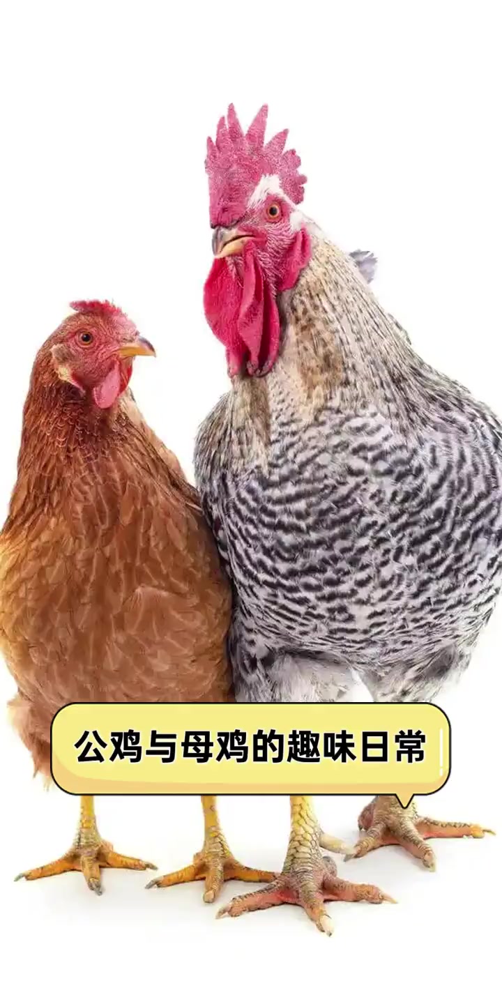 公鸡与母鸡的趣味日常
