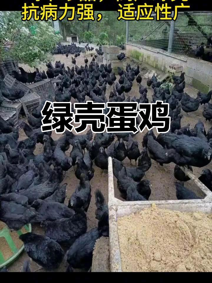 绿壳蛋鸡,高产抗病,药食两用,搭配养殖更具特色