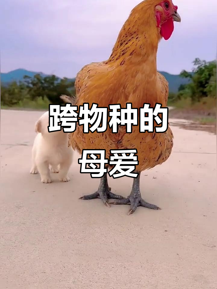 狗与母鸡的深厚情谊,跨越物种的爱让人感动