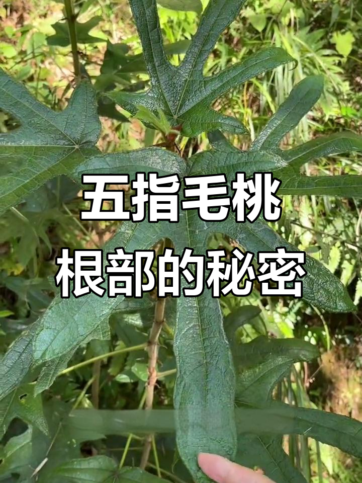 五指毛桃的独特香气,竟是根部炖汤带来的椰奶香!