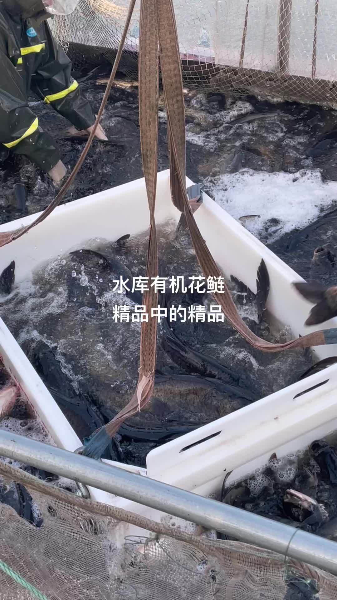 水库精品大头花鲢 花鲢 大头鱼