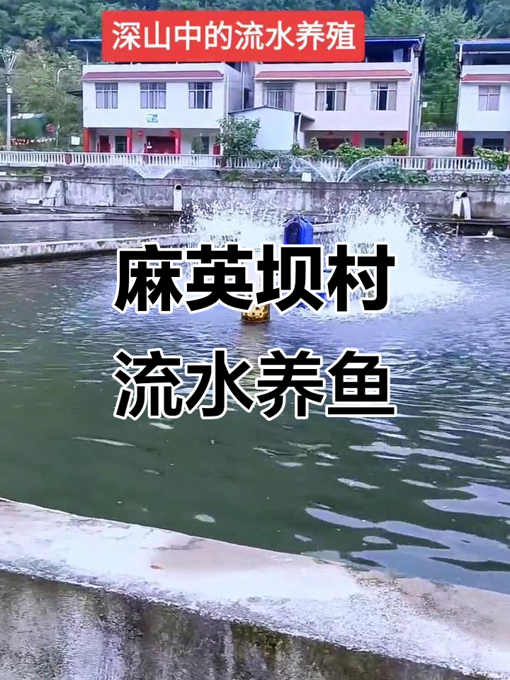 白水镇麻英坝村集体经济新项目:山泉水流水养鱼,打造网红农家乐