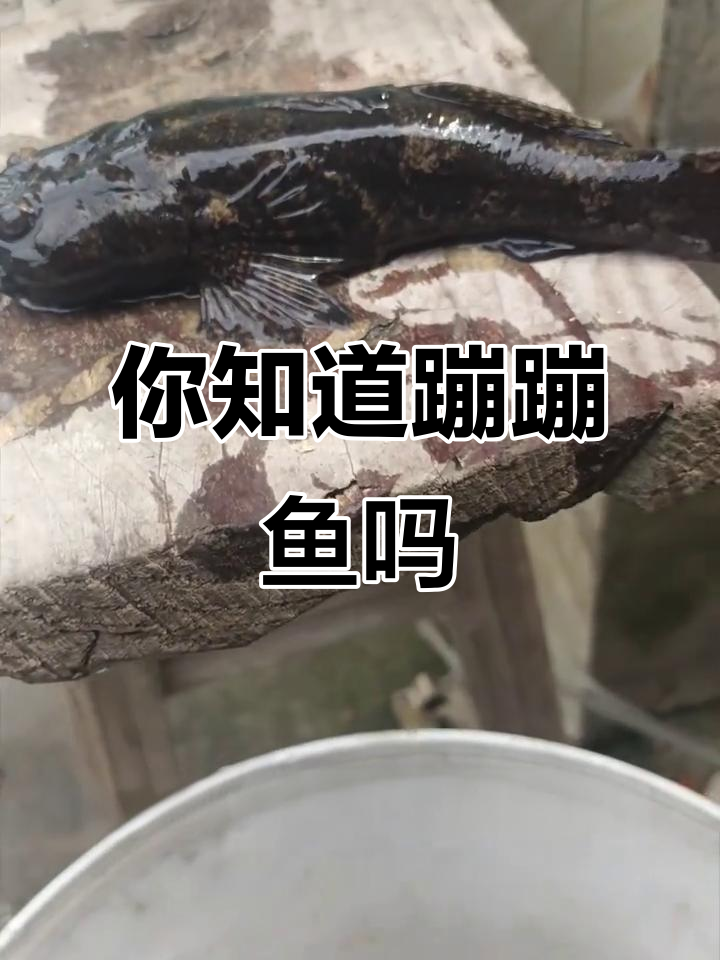 蹦蹦鱼:别名老头鱼的神秘身份,你叫它什么?