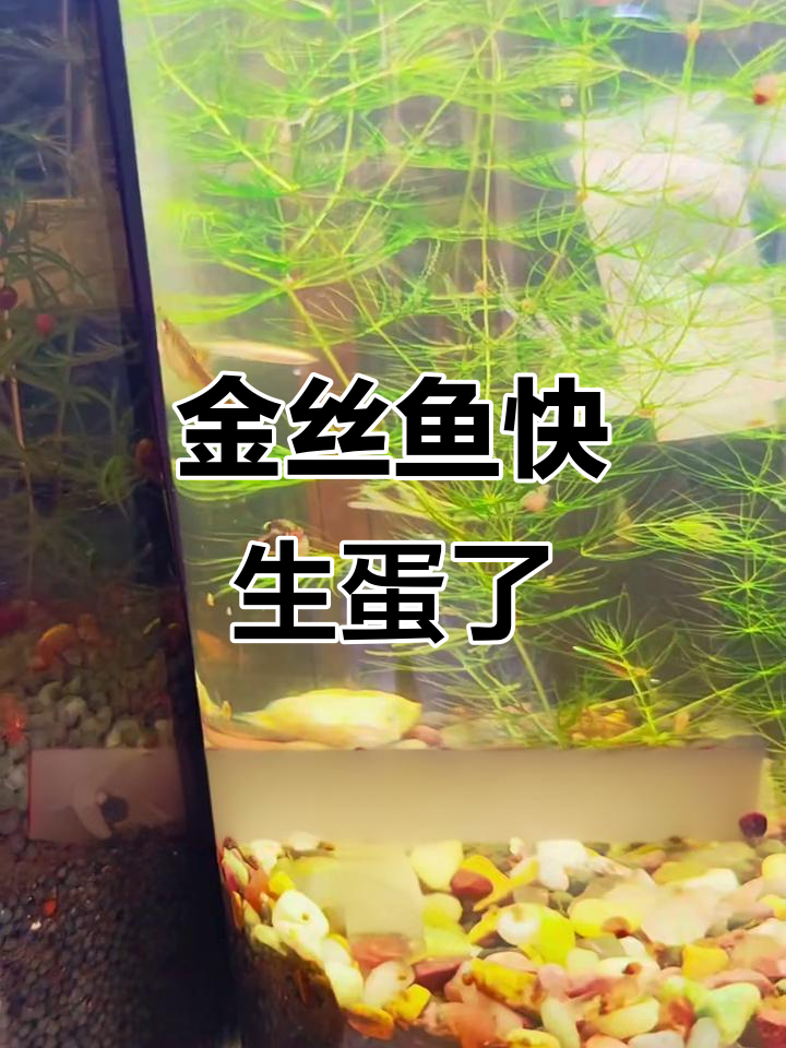 白云金丝产卵前的征兆，你注意到了吗？