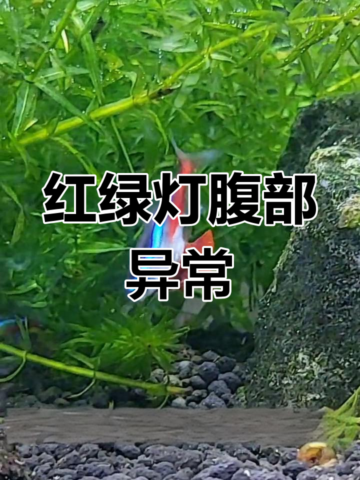 红绿灯肚子大得吓人,是怀孕还是吃撑了?