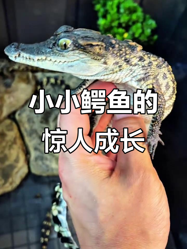 世界上最小的鳄鱼幼崽,竟然这么可爱!