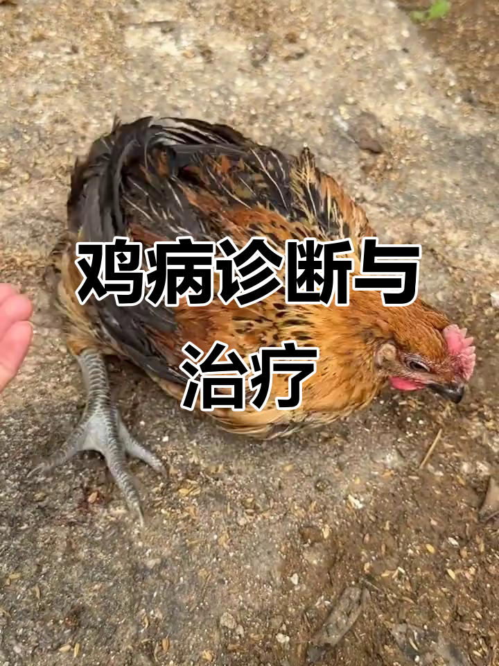 鸡病诊断与治疗方案:如何区分瘫肌和滑原囊支原体