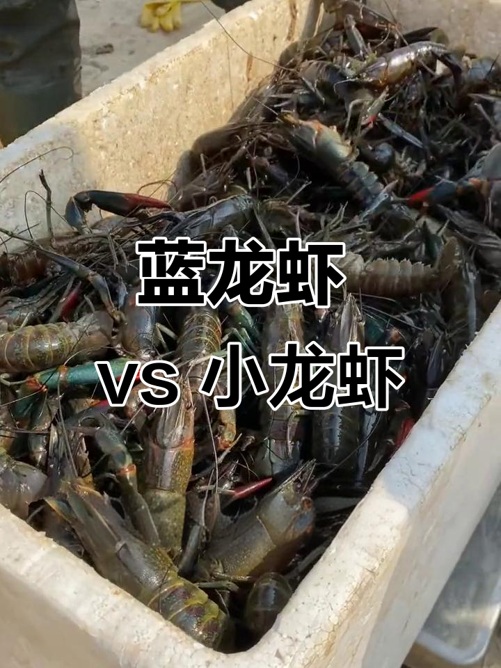小龙虾和蓝龙虾,哪种更美味?澳洲淡水蓝龙虾的完美口感