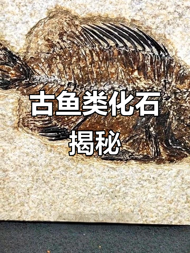 五千万年历史的鱼化石,来自美国怀俄明州绿河组