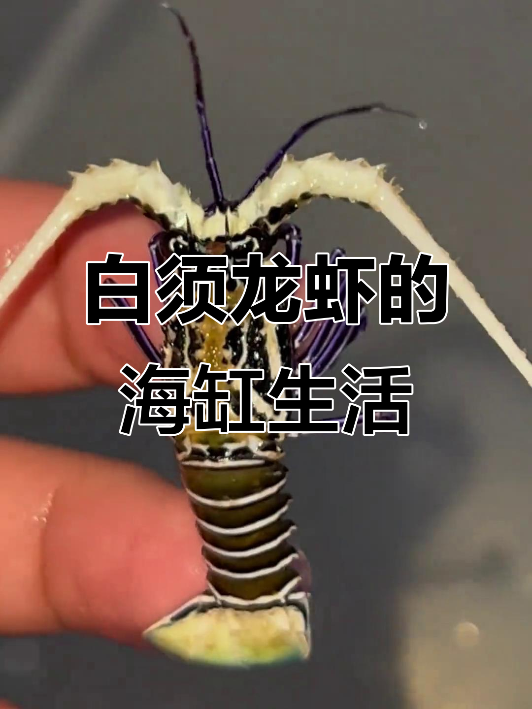 杂色龙虾与白须狼龙虾的美丽蜕变，海缸养殖技巧大揭秘