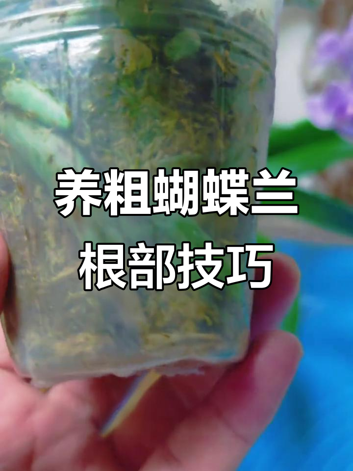 蝴蝶兰根养粗壮的秘密，氨基酸和鱼蛋白帮你搞定