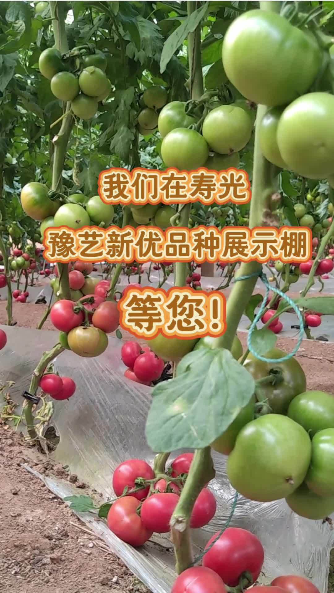 2024寿光蔬菜博览会,马老师带您云上看品种。也欢迎您到豫艺展示棚现场看品种表现,交流种植