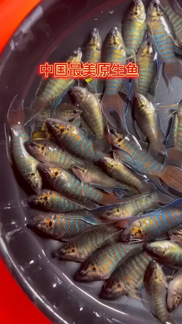中国斗鱼,最美原生鱼