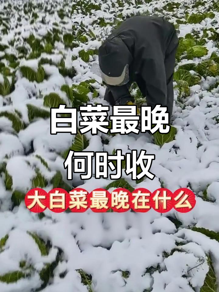 大雪节气后白菜收获的最佳时机,避免冻害影响口感