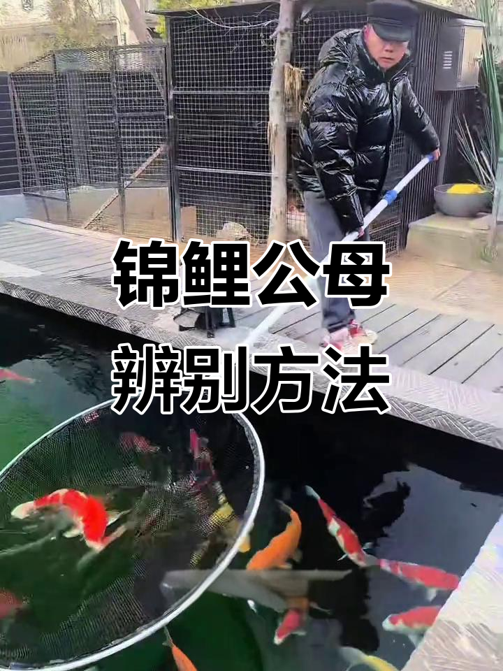 如何判断锦鲤公母,了解公母鱼的特点与养殖技巧