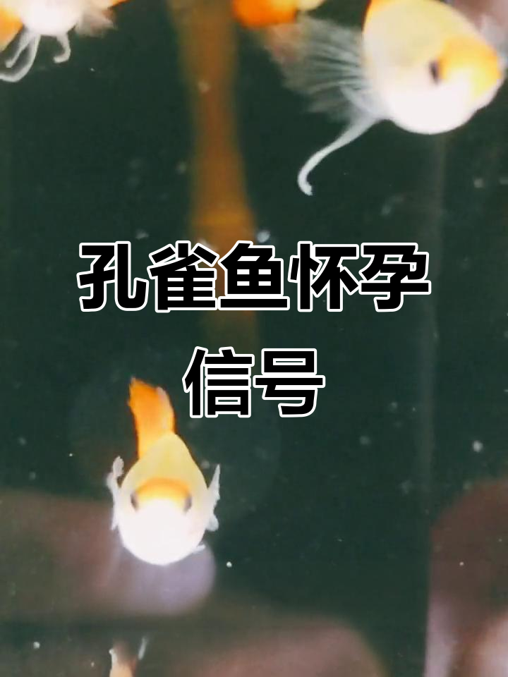 孔雀鱼临产征兆全解析,如何判断是否即将生小鱼