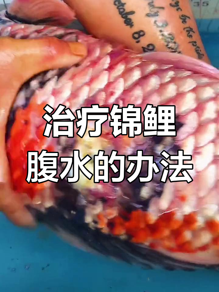 冬季喂食不当导致春季腹水炸鳞,如何治疗?