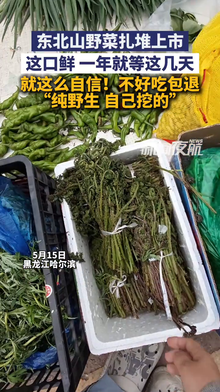 东北山野菜扎堆上市，这口鲜 一年就等这几天，就这么自信