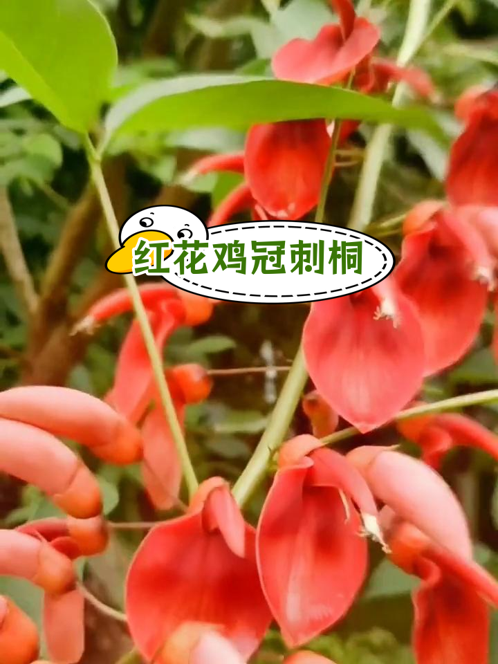 鸡冠刺桐:热带红花的独特魅力
