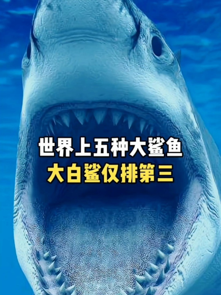 世界上的五种大鲨鱼,大白鲨仅排第三