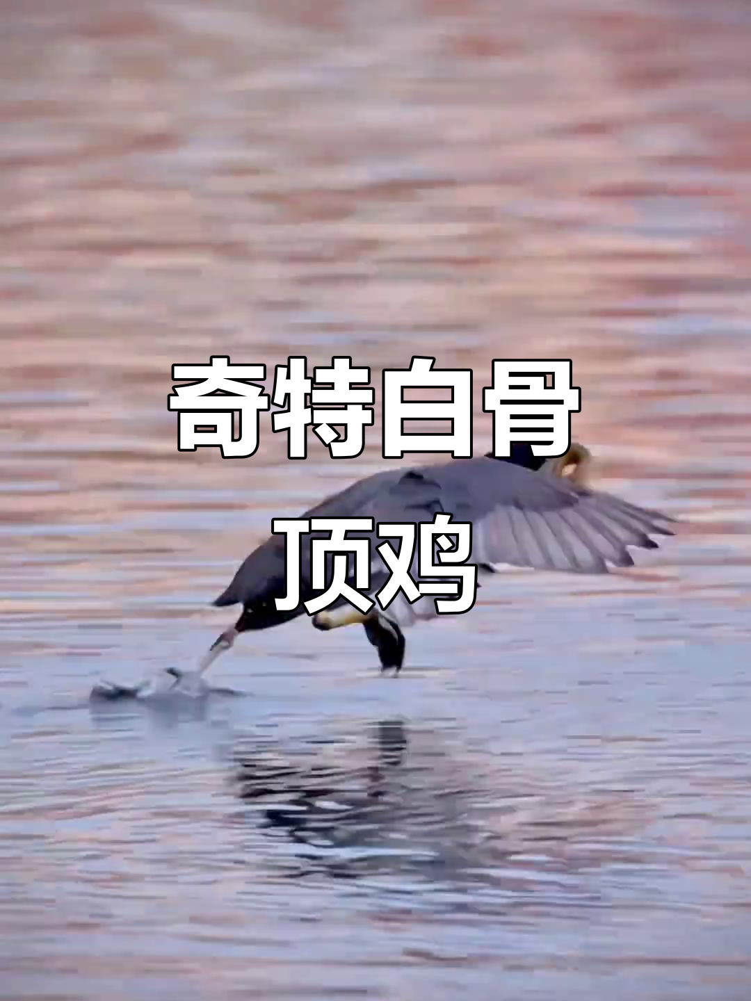 白骨顶鸡:没有脚蹼,却能走路的神奇“鸡”