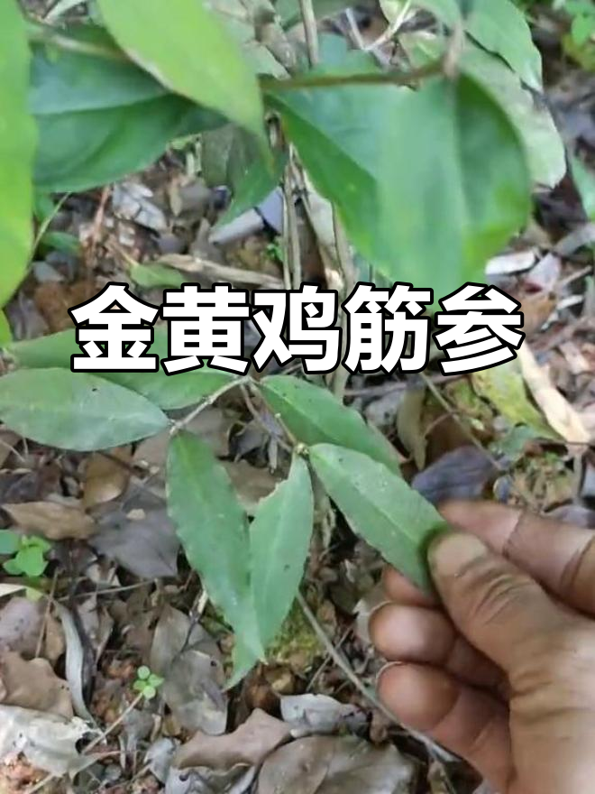 黄鸡筋参,金黄根茎,独特魅力让人爱不释手