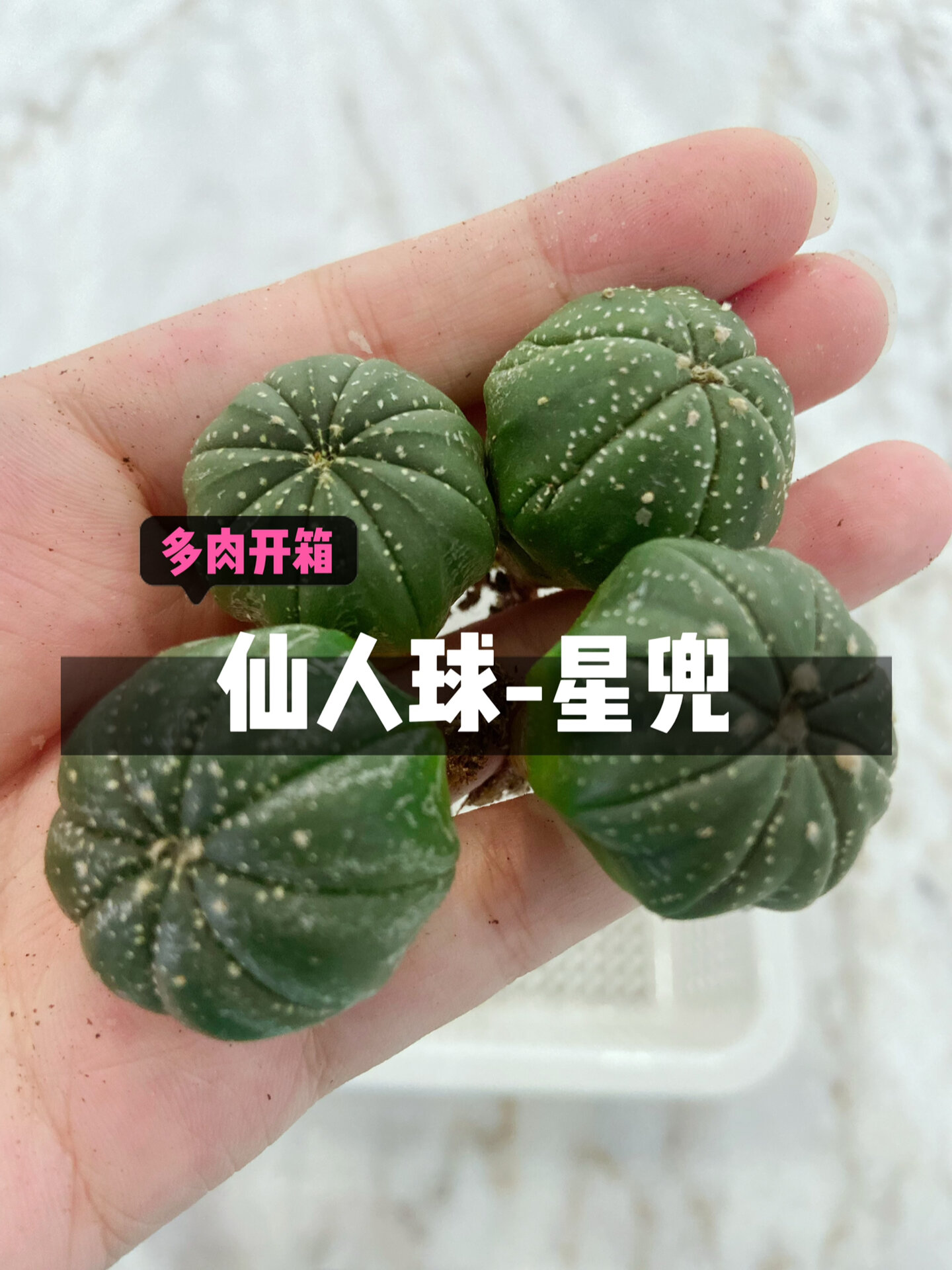 多肉初级玩家|星兜仙人球