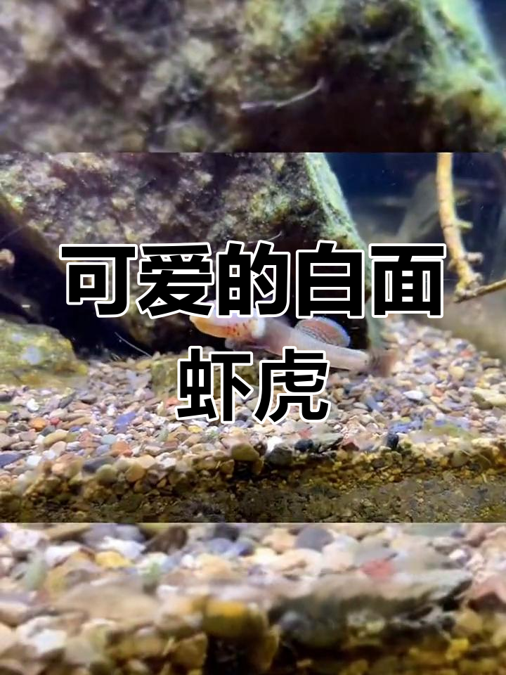 白面虾虎鱼:冷水中的小精灵,美丽又可爱