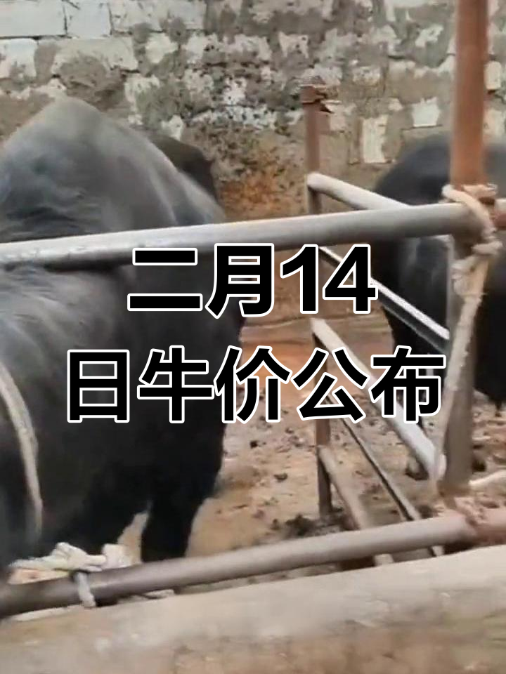 全国肉牛价格走势分析