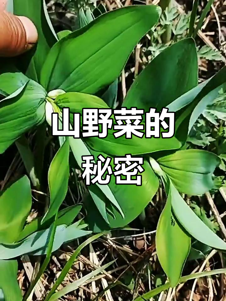 玉竹与大耳毛:山野菜新发现,茎叶皆可食