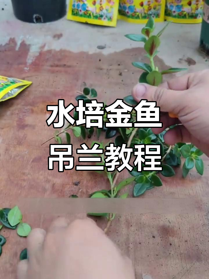 金鱼吊兰水培技巧,轻松生根步骤全解析