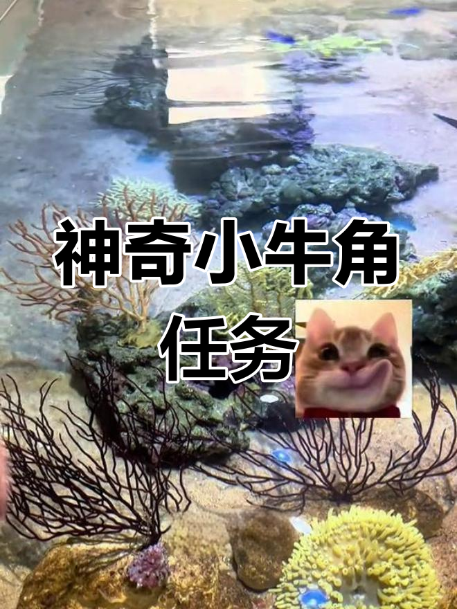小狗鱼与神奇小牛角的日常训练