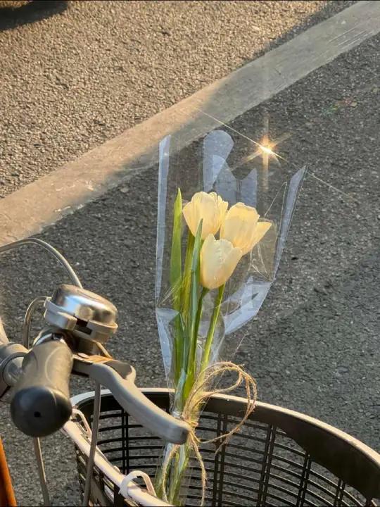 南美青竹水草,让鱼缸秒变海底森林。友友们,想给鱼缸来点新变化吗?试试南美青竹水草吧!它的茎