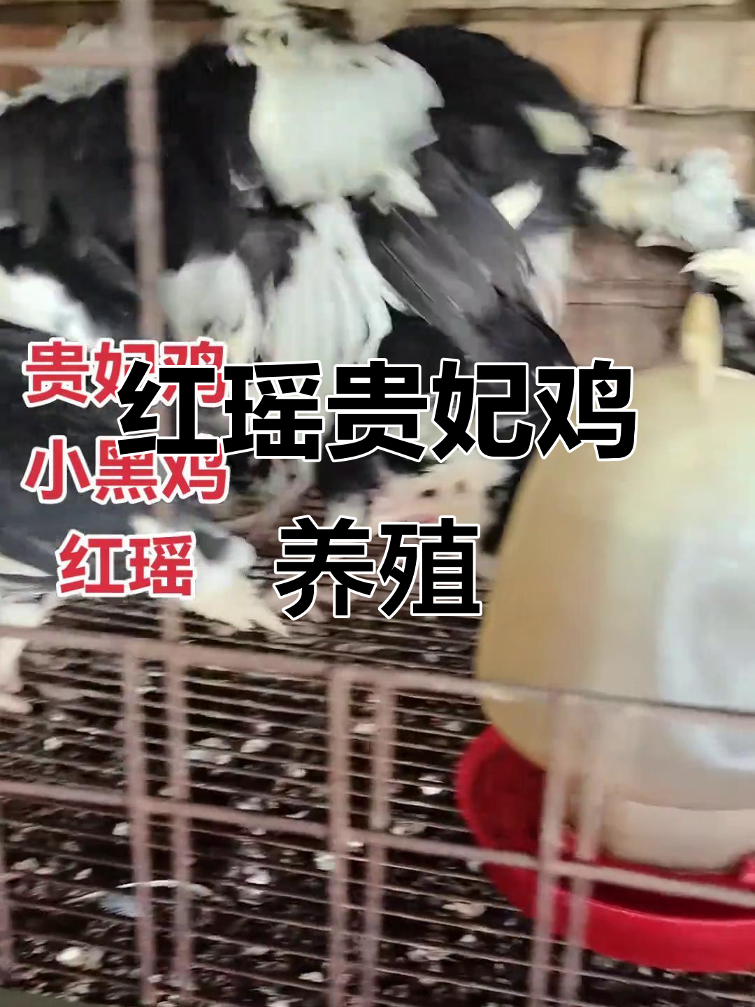 贵妃鸡与黑木的独特魅力,红瑶土鸡生态养殖揭秘
