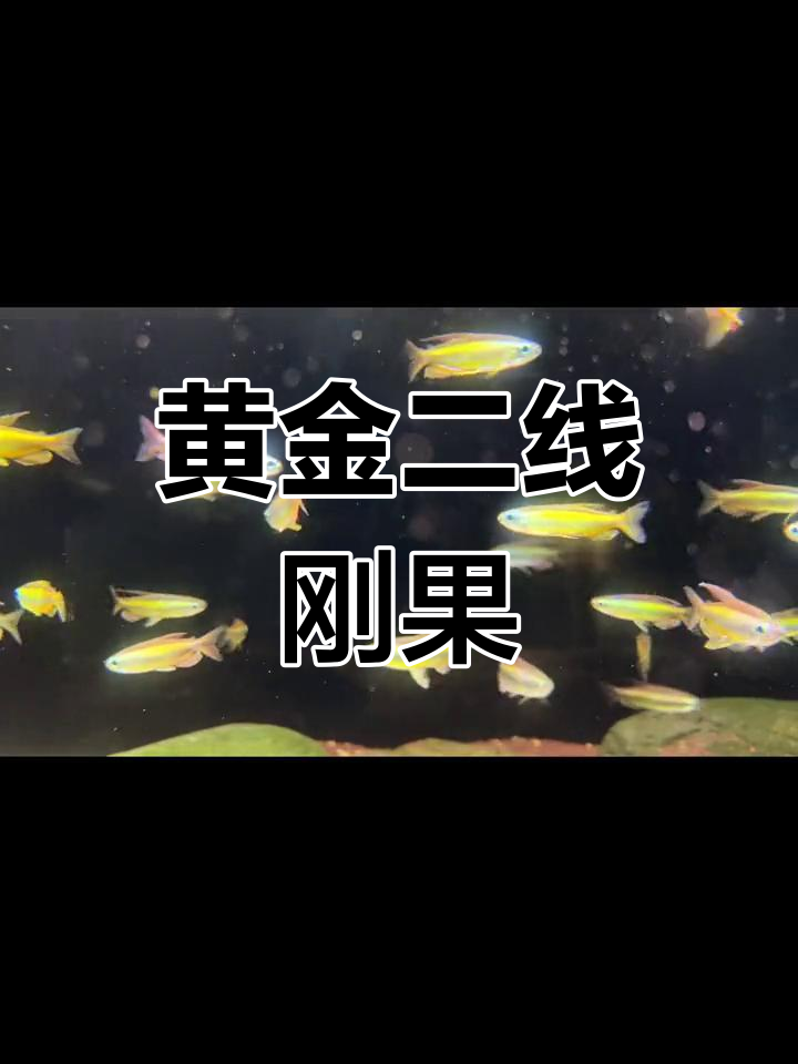 黄金二线刚果灯鱼:非洲小型脂鲤科鱼类