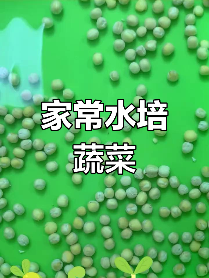 冬季室内种菜新选择,轻松发豆芽