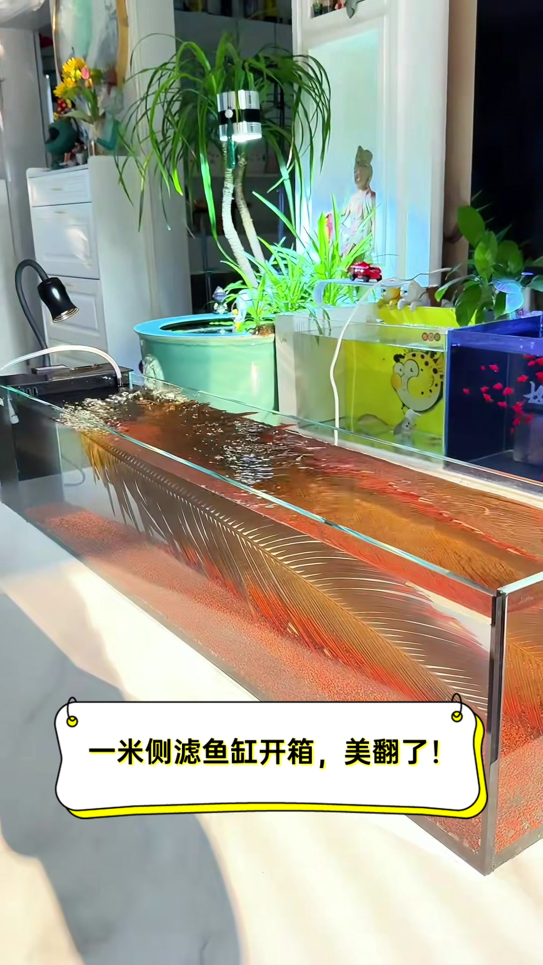 一米侧滤鱼缸开箱,美翻了!