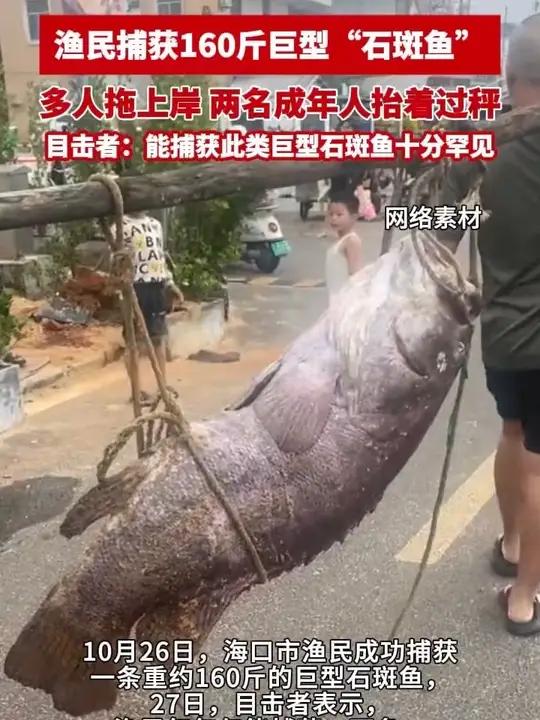 渔民捕获160斤巨型“石斑鱼”,多人拖上岸,两名成年人抬着过秤,目击者:能捕获此类巨型石斑