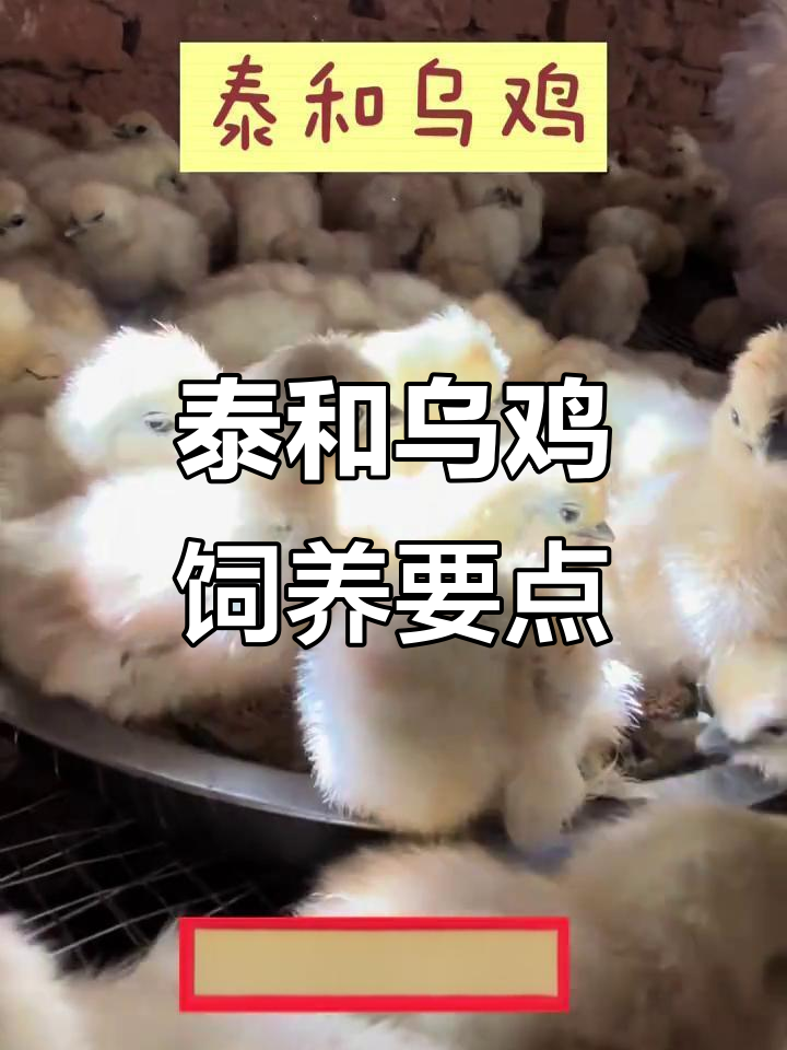 泰和乌鸡养殖技巧:保温工作决定成败