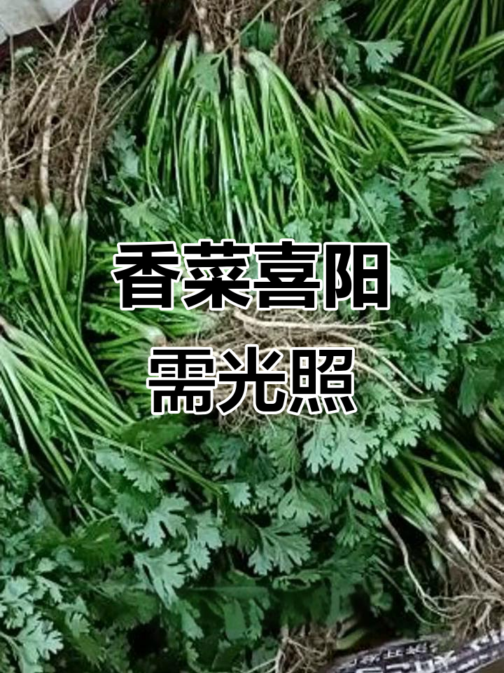 香菜生长需要充足的阳光吗?