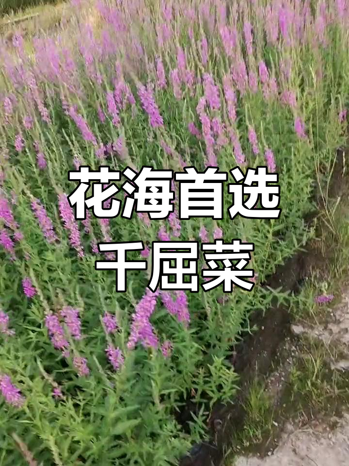 千屈菜,花海必备,袋苗盆栽热销!