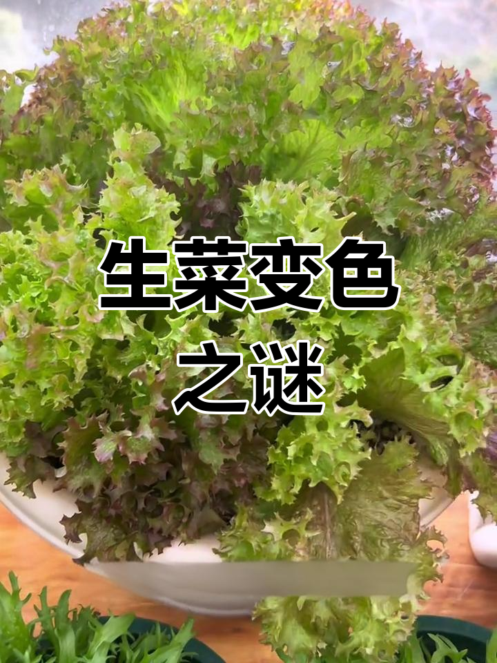 紫叶生菜露台两天变紫色,阳台却始终保持绿色